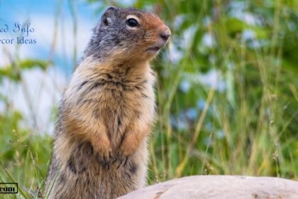 how to get rid of gophers