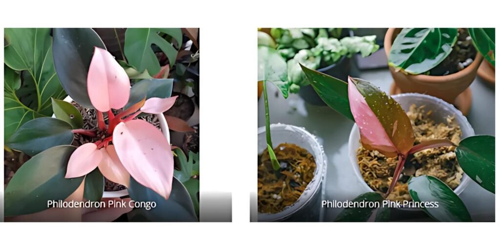 Differentiate Between Pink Princess Philodendron & Look-Alike