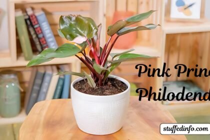 Pink Princess Philodendron Growth