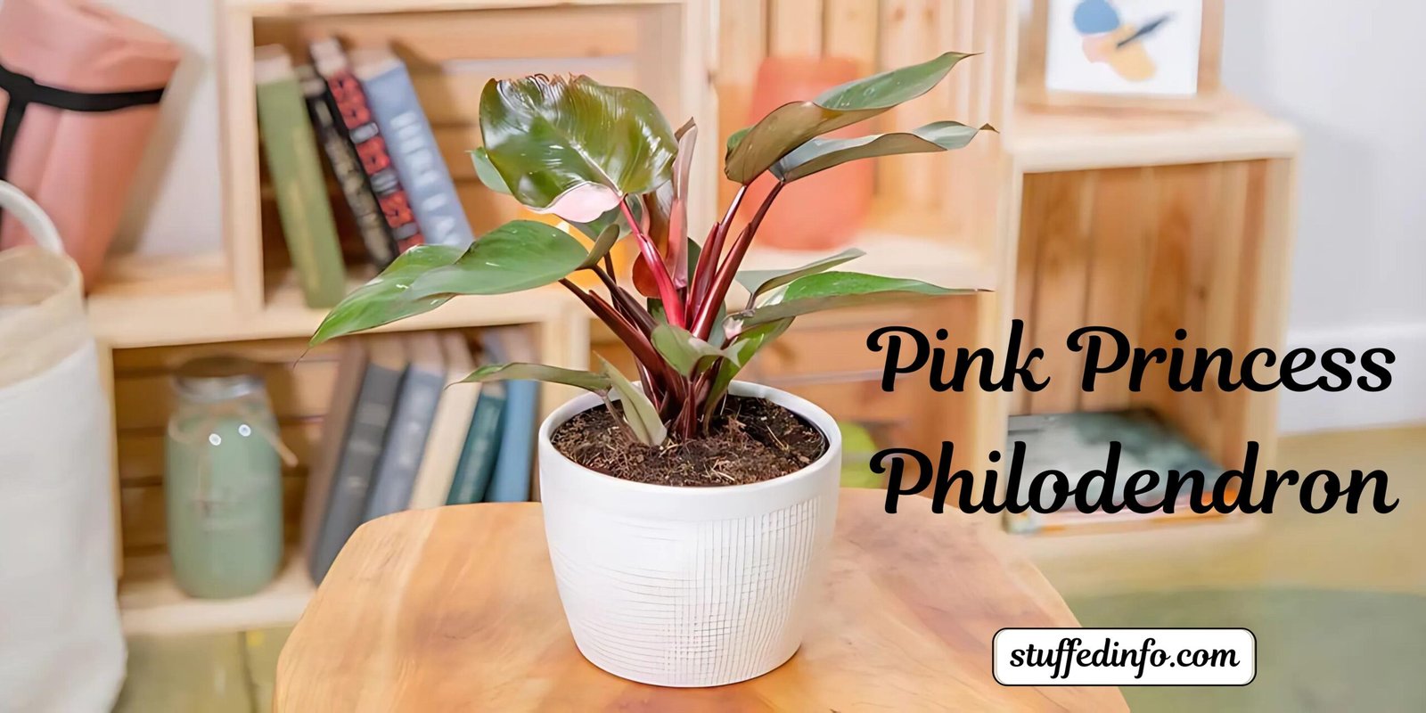 Pink Princess Philodendron Growth