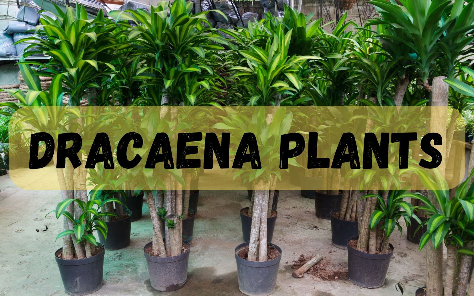 Dracaena Plants