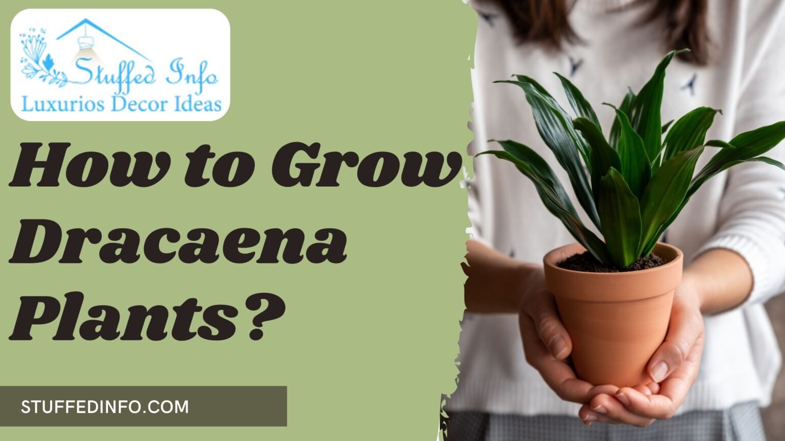 Dracaena Plants