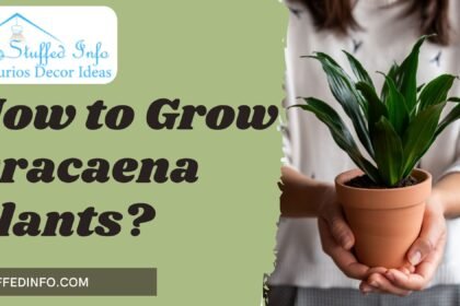 Dracaena Plants