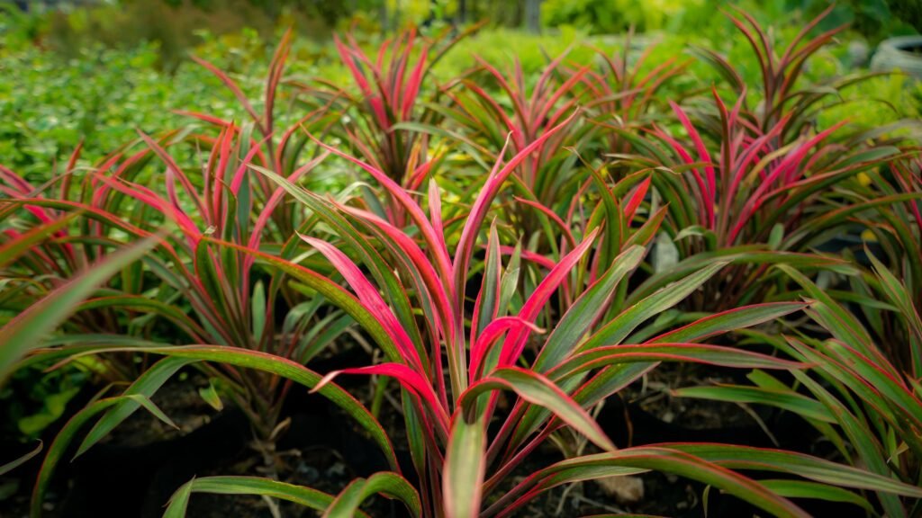 Red-Edged Dracaena