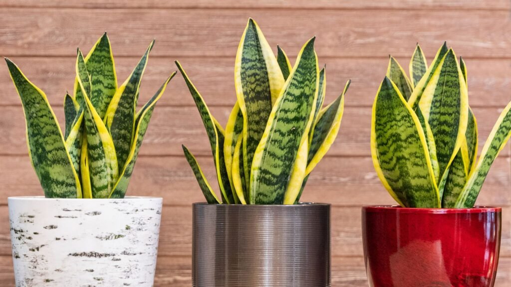 Snake Plant 