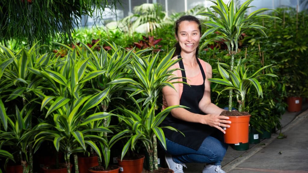 Pruning and Repotting Dracaena Plants