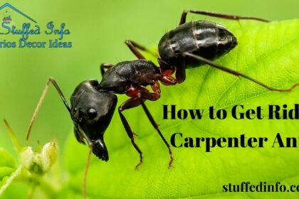 how to get rid of carpenter ants