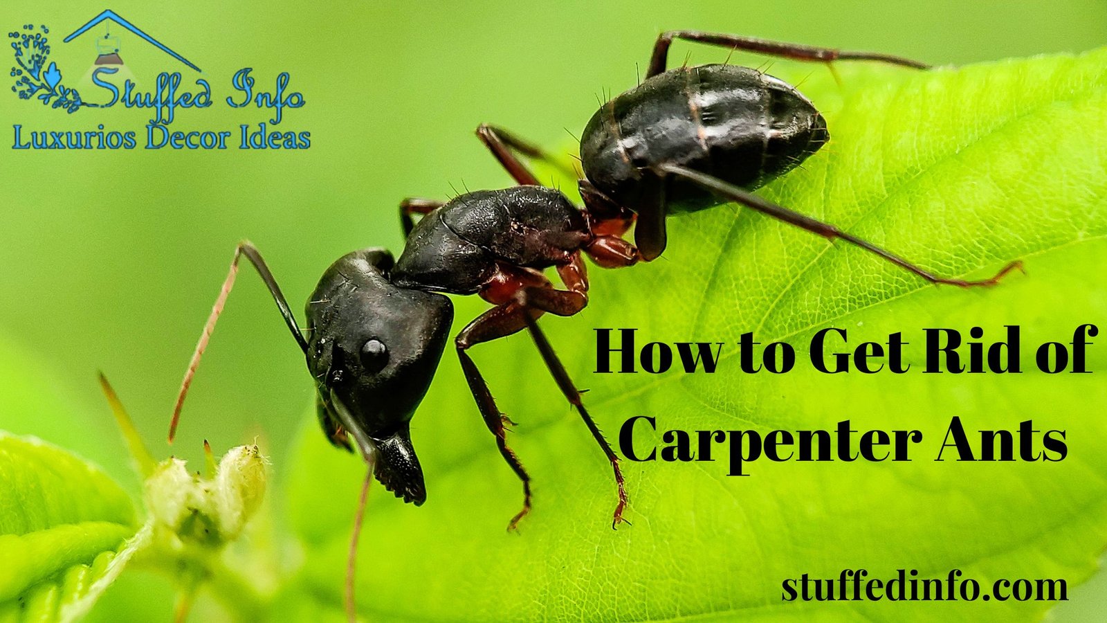 how to get rid of carpenter ants