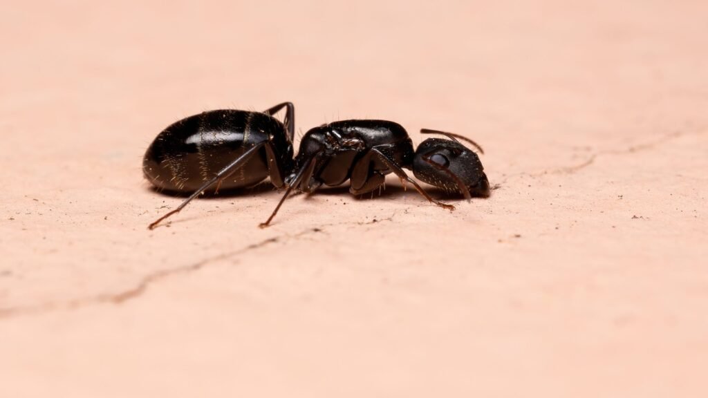 Ways to Identify Carpenter Ants in Your Home