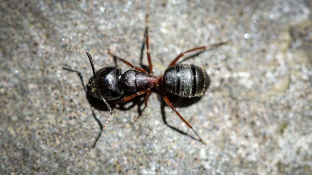 Ways to Identify Carpenter Ants in Your Home