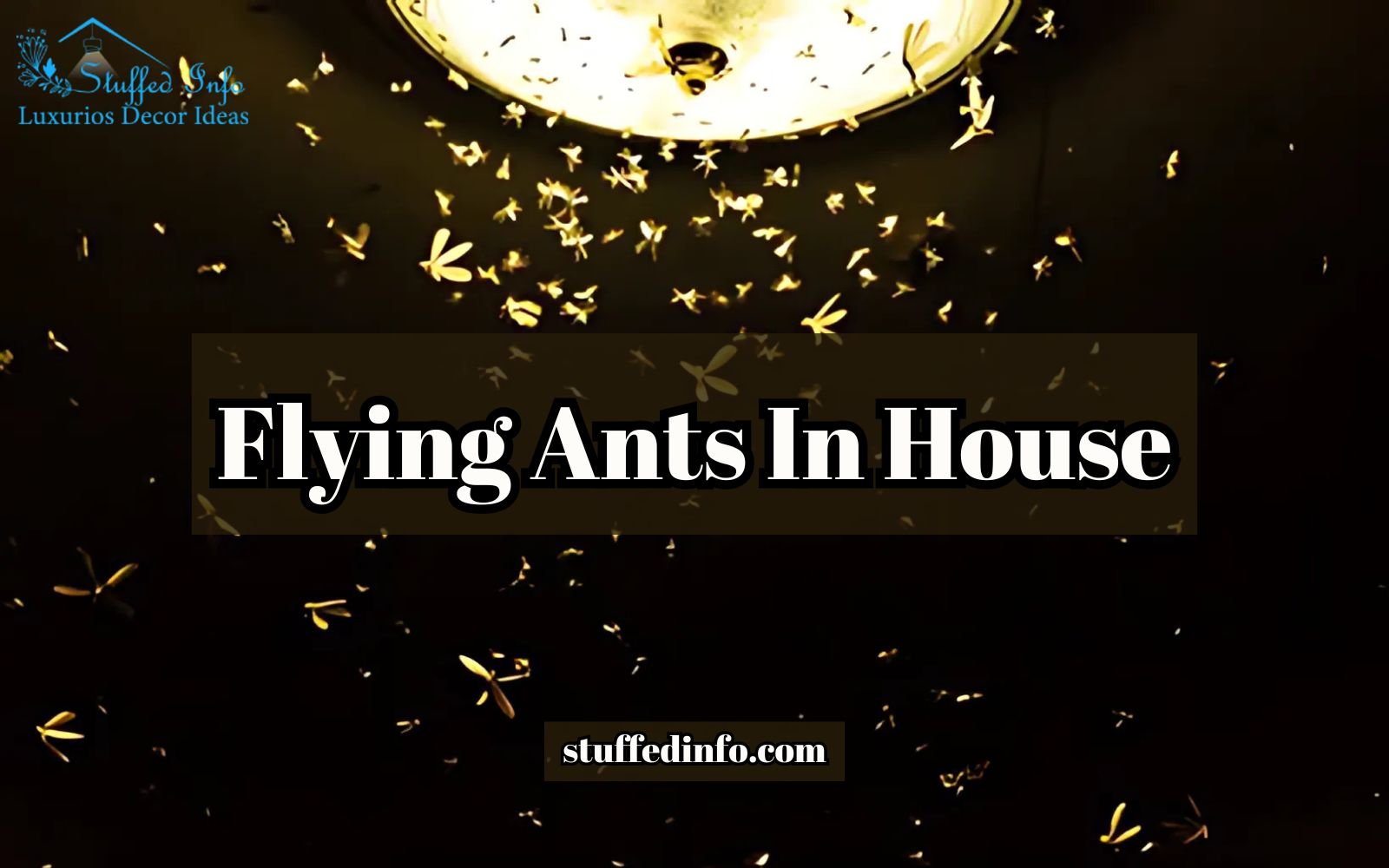 get rid of flying ants