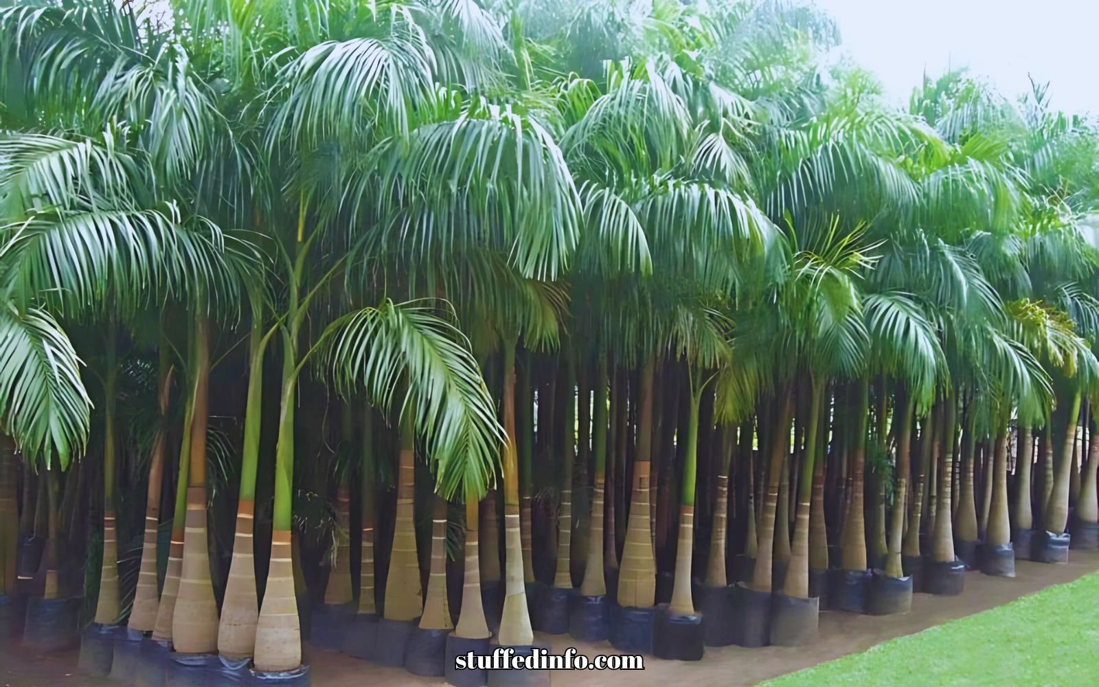 Best Growing & Caring Conditions For Bottle Palm Tree