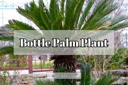 Bottle Palm Plant