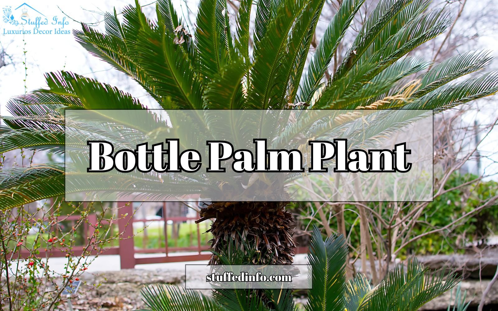 Bottle Palm Plant