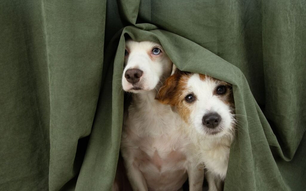 How To Protect Walls From Dog During Storm?