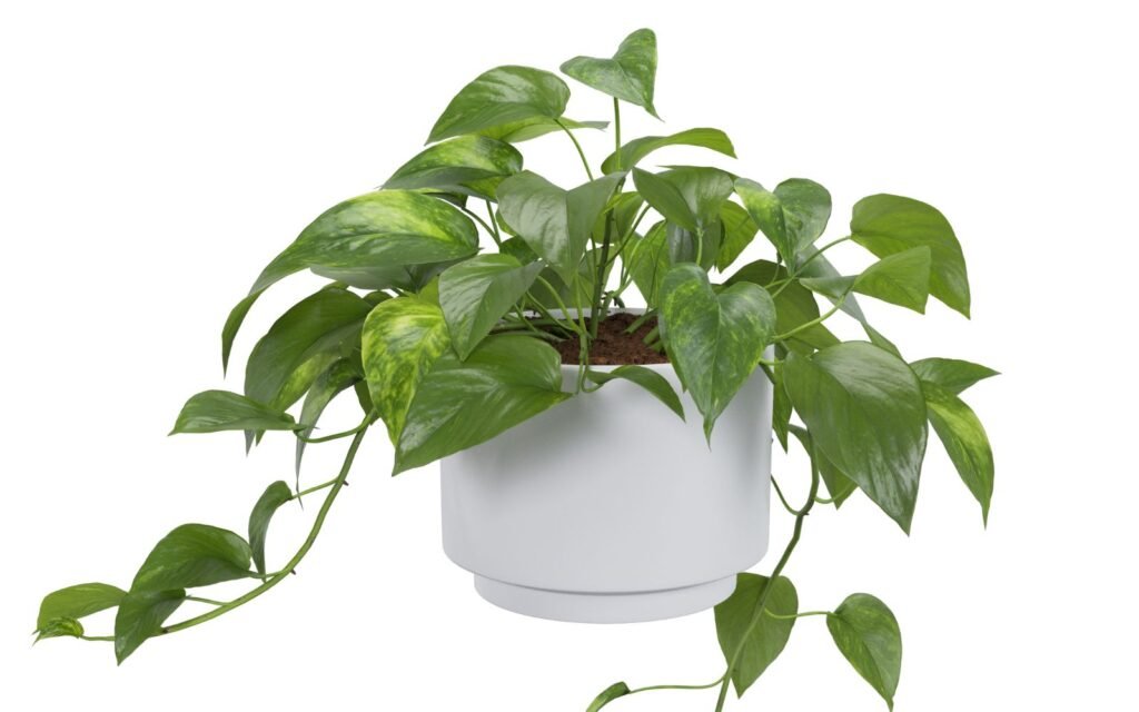 Golden Pothos