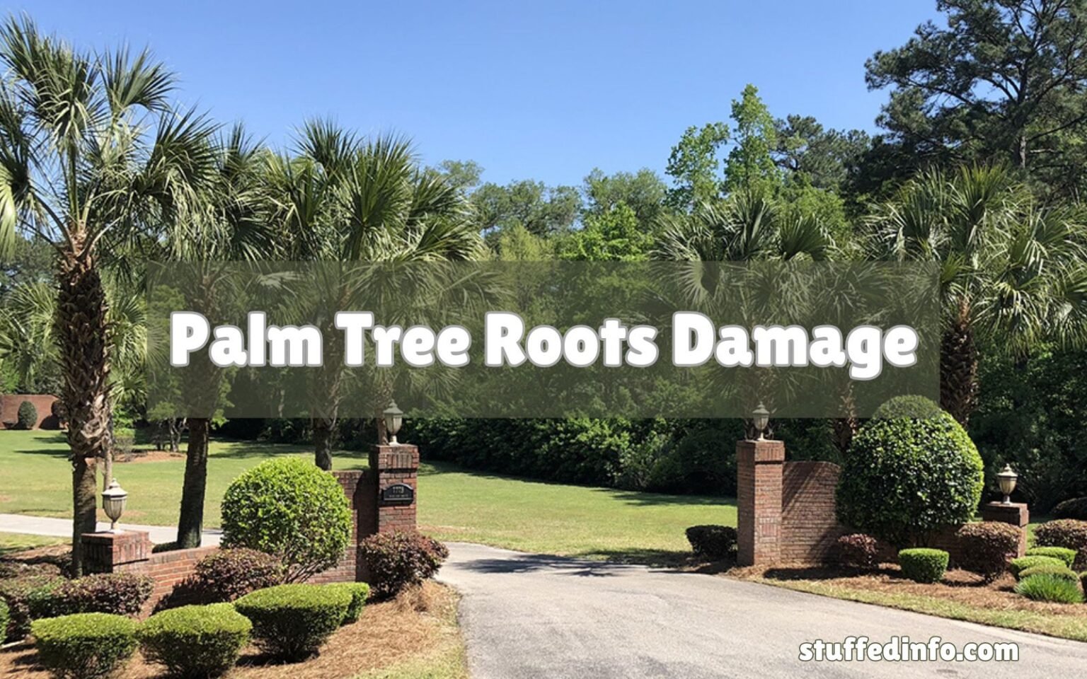 Palm Tree Roots Damage