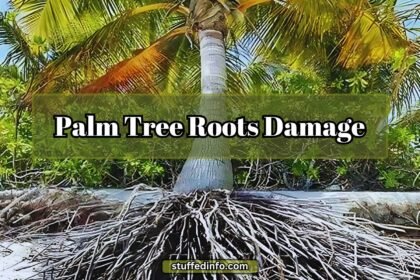 Palm Tree Roots Damage