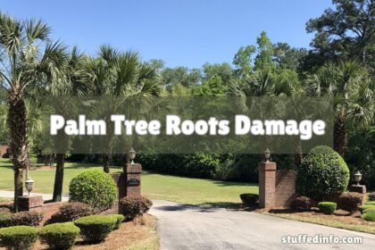 Palm Tree Roots Damage