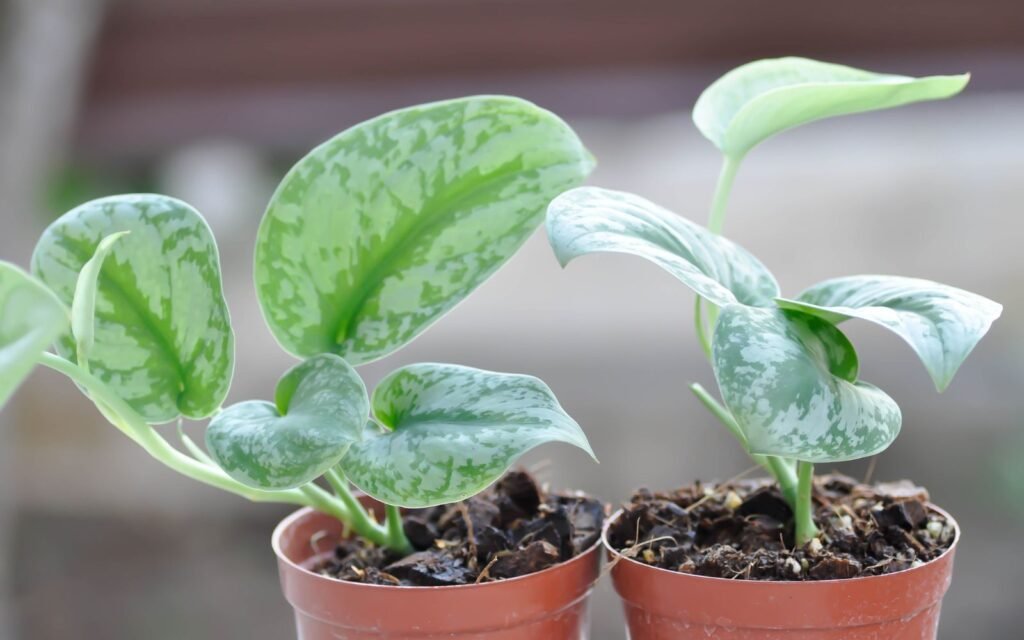 Satin Pothos