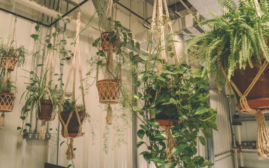 Tips For Indoor Hanging Plants