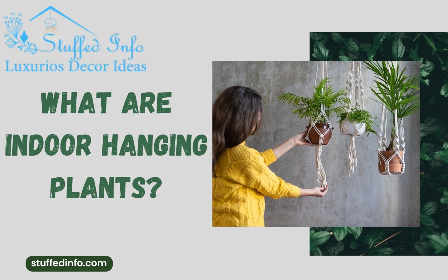 Indoor Hanging Plants