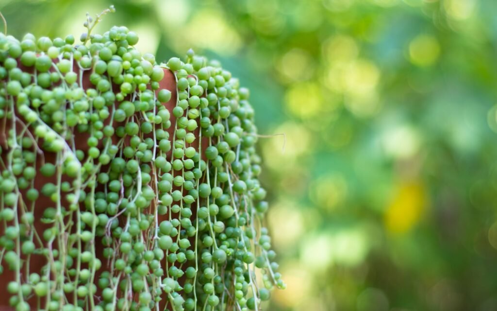 String of Pearls