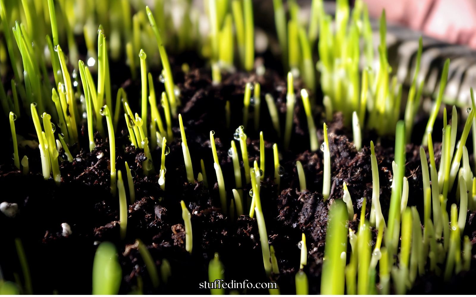 What Happens If You Plant Molded Wheatgrass In Soil