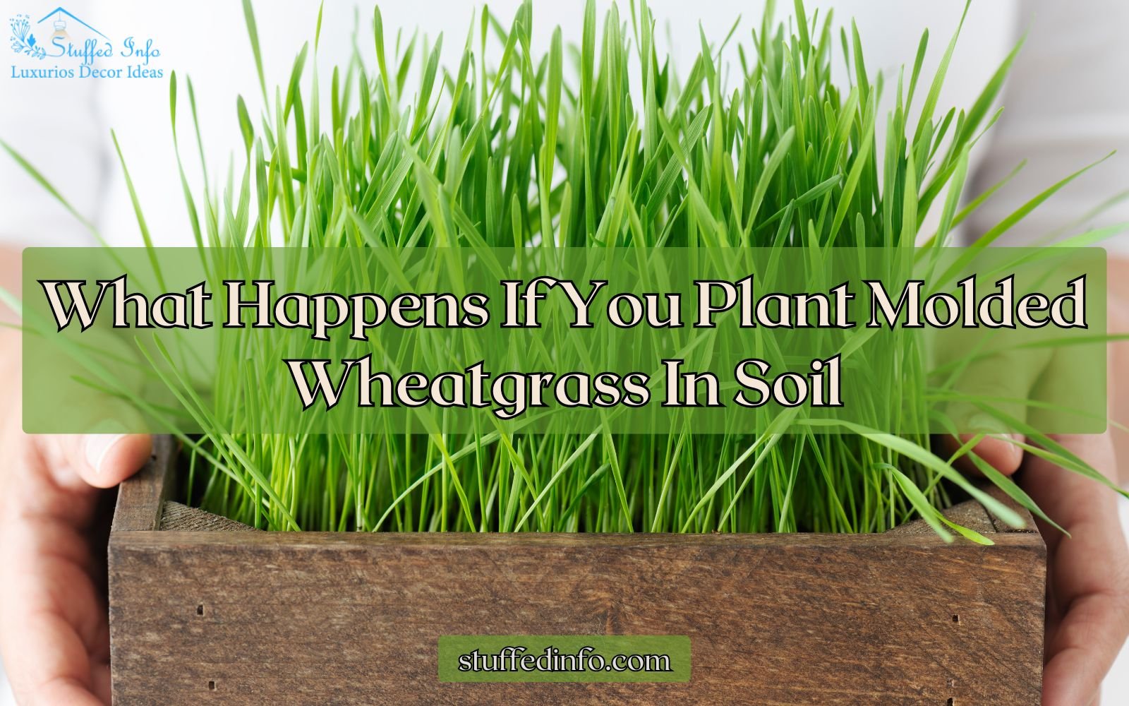 What Happens If You Plant Molded Wheatgrass In Soil