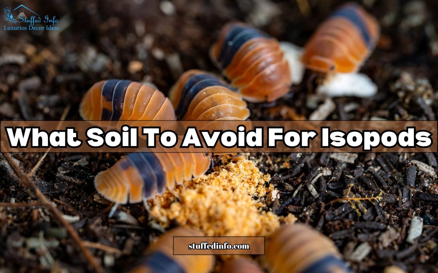 What Soil To Avoid For Isopods