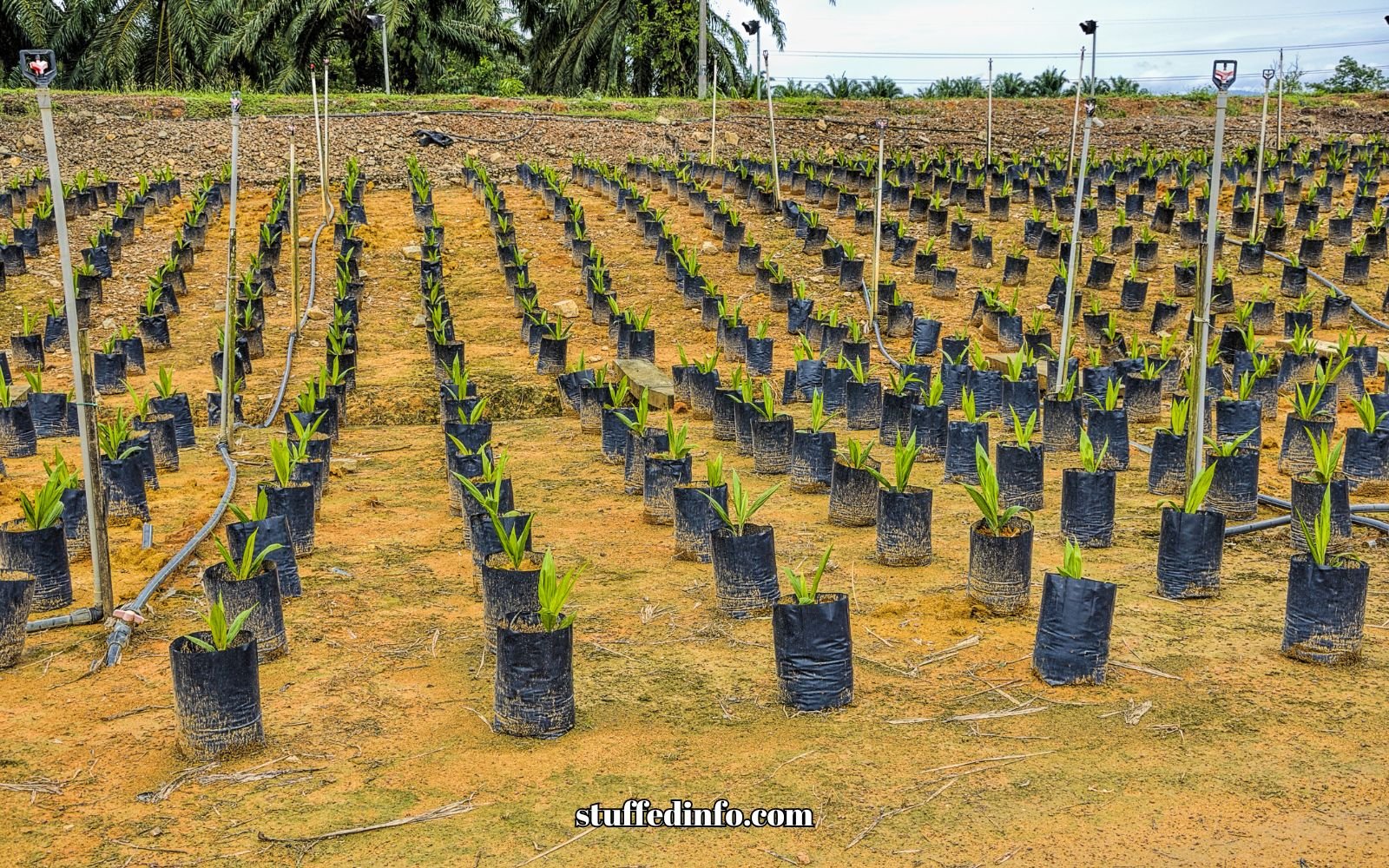 Which Areas Does Bottle Palm Plant Grow