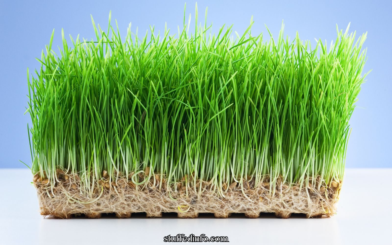 Why Does Mold Grow on Wheatgrass