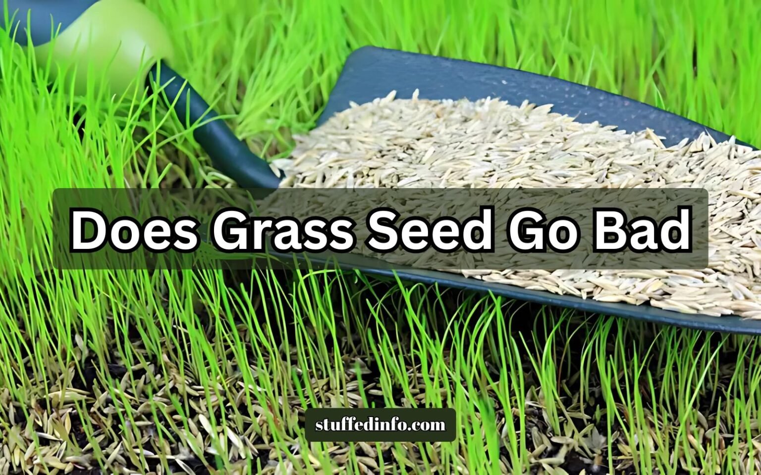 Does Grass Seed Go Bad