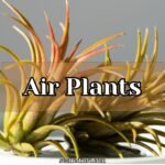 air plants