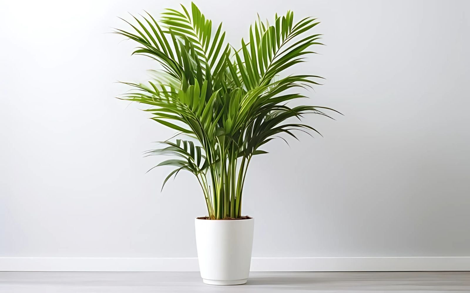  Areca (Palmypsis lutescens) 