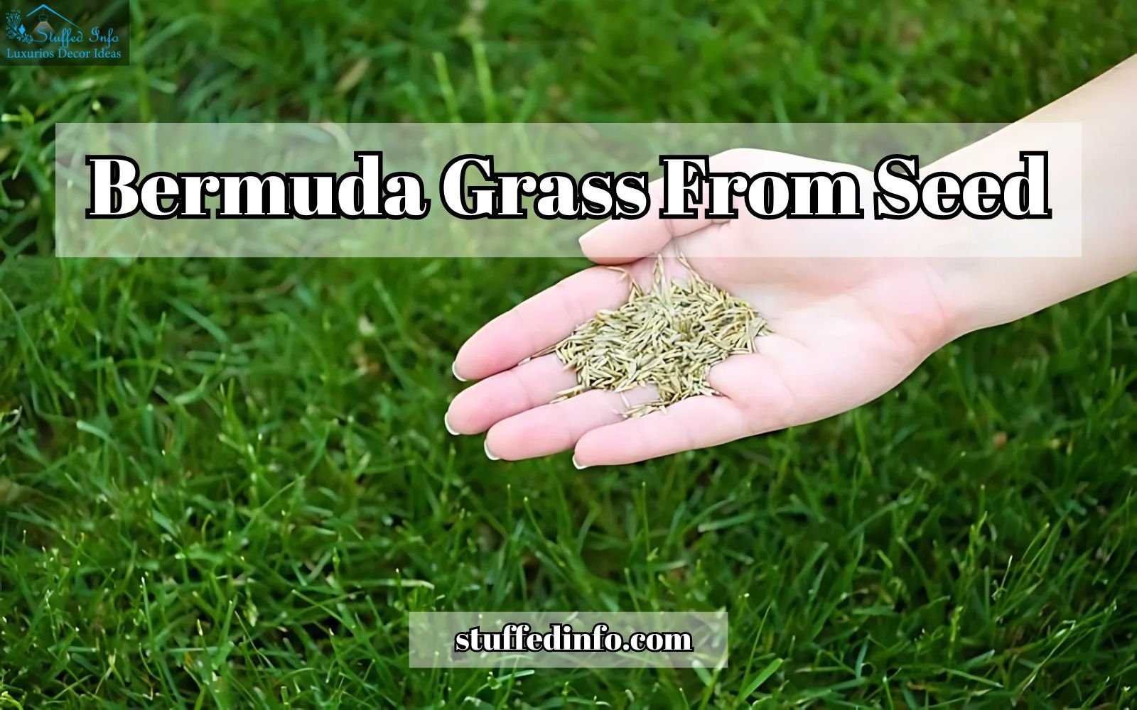 How To Grow Bermuda Grass From Seed And Care For It?