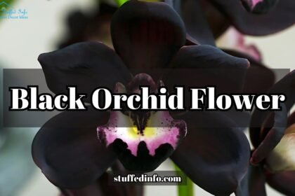 Black Orchid Flower