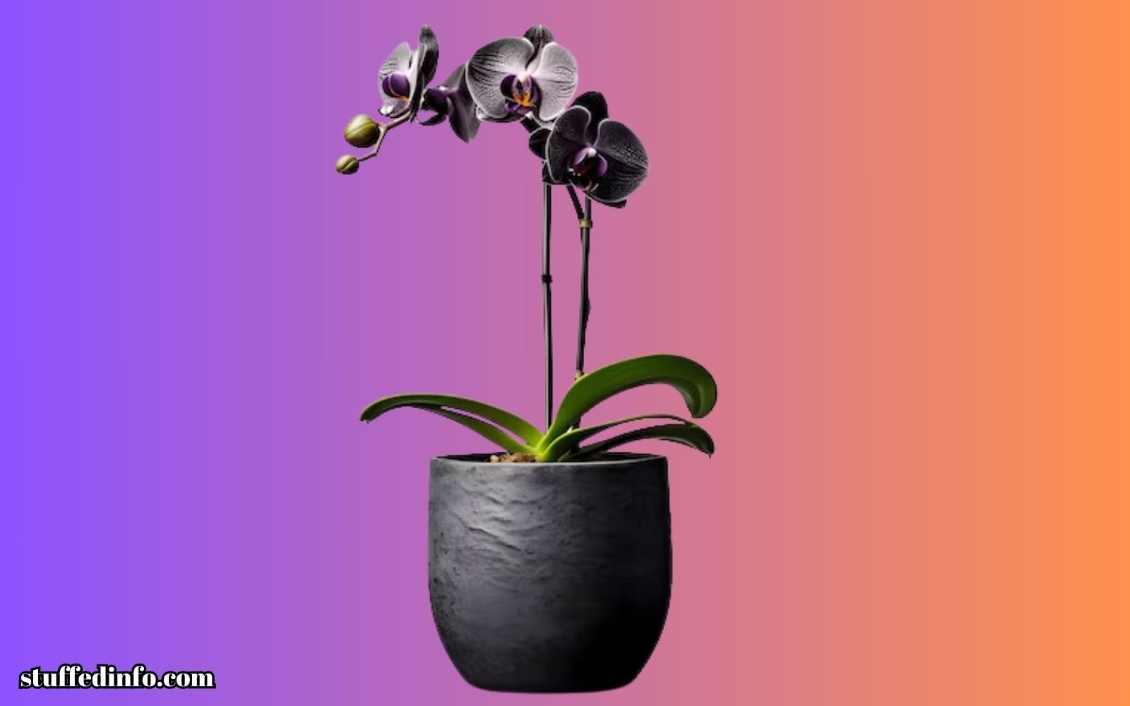 Black Orchid Flower Plant Types 