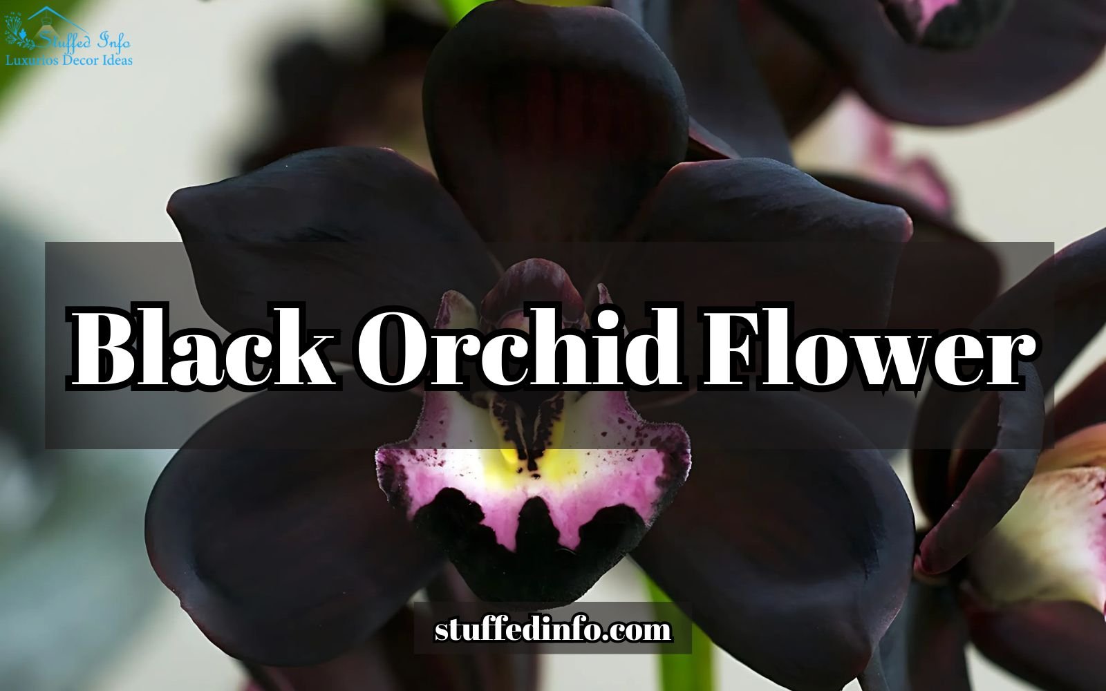 Black Orchid Flower