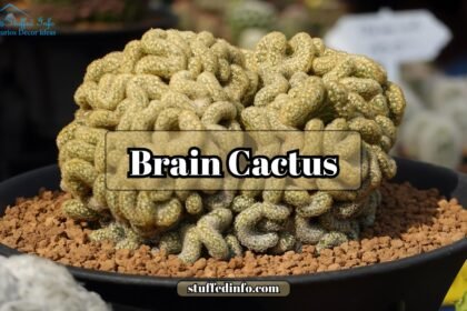 Brain Cactus