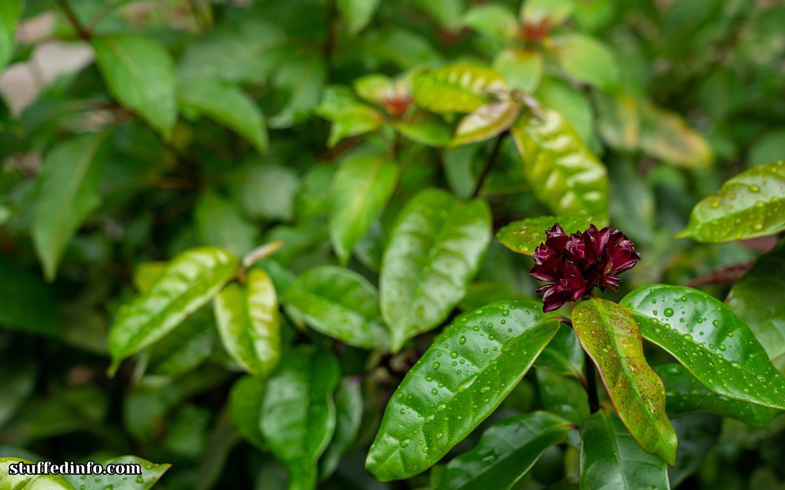 Carolina Allspice