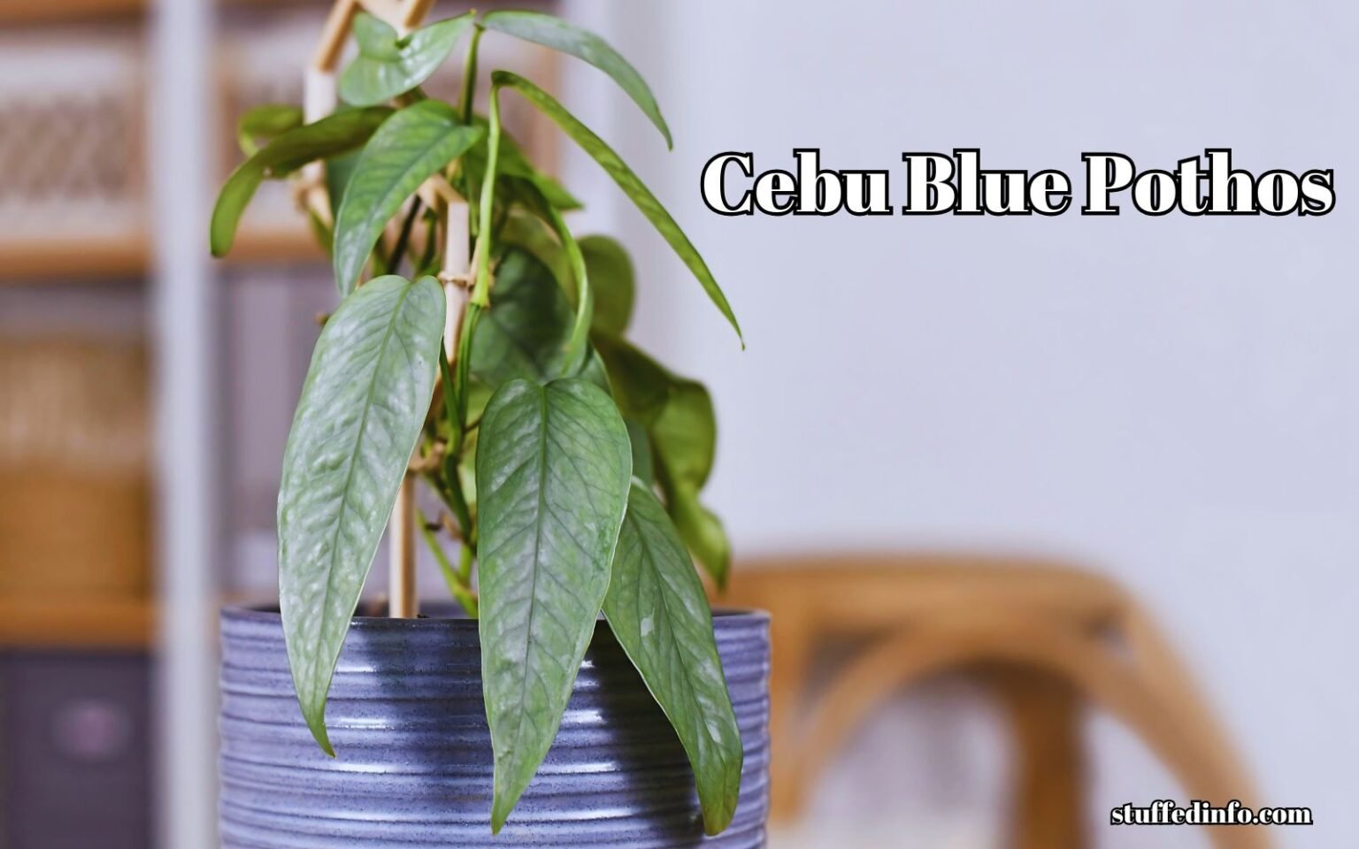 Cebu Blue Pothos