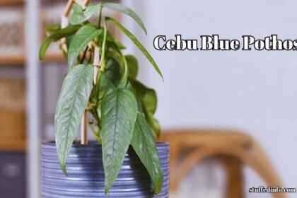 Cebu Blue Pothos