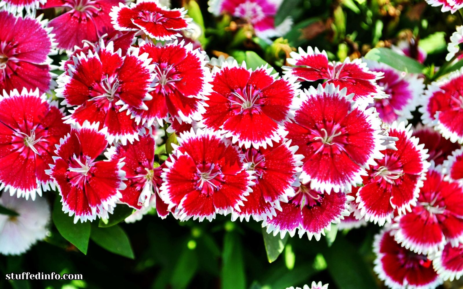 Dianthus