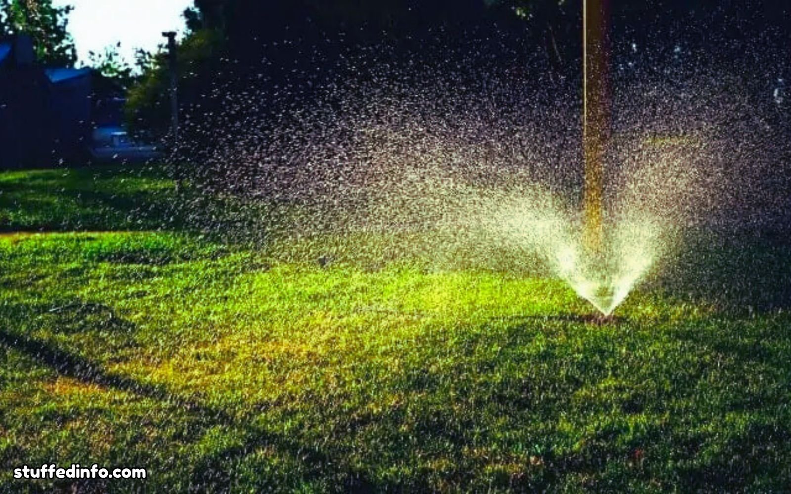 Evening: Avoid Watering Before Nightfall 