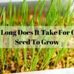 How Long Does It Take For Grass Seed To Grow