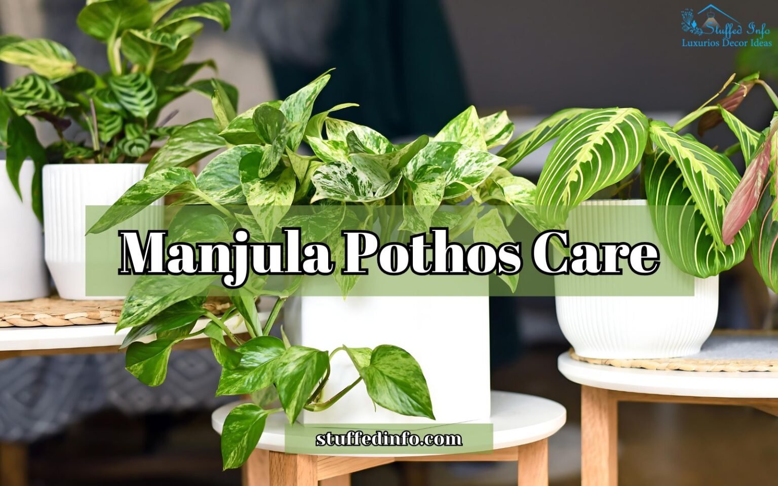 Manjula Pothos