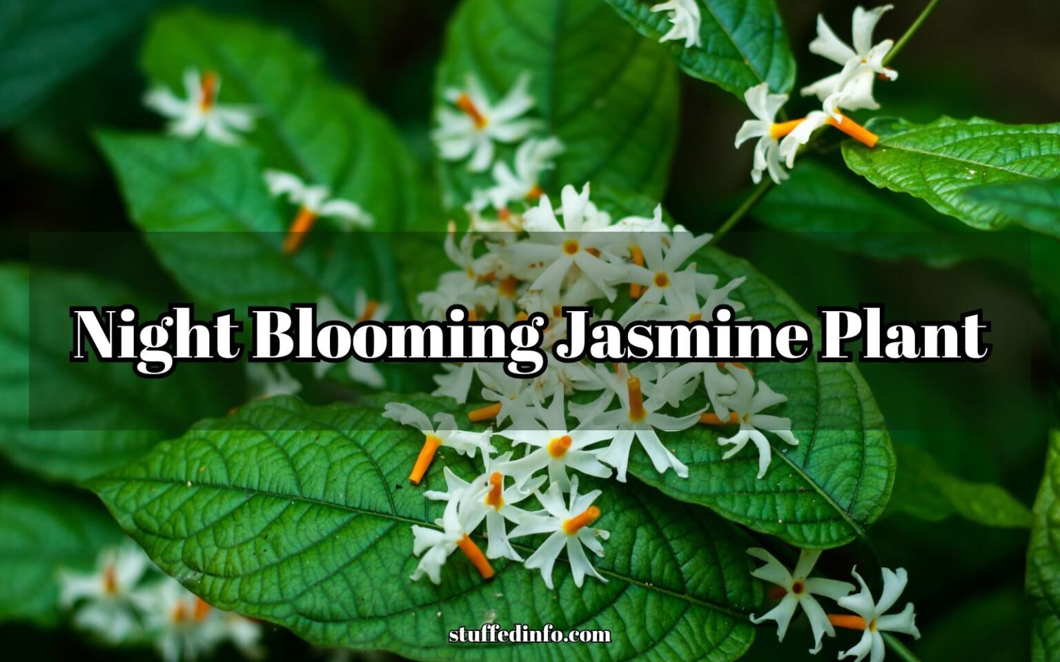 night blooming jasmine plant