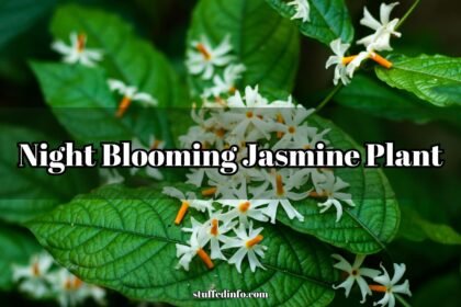 night blooming jasmine plant