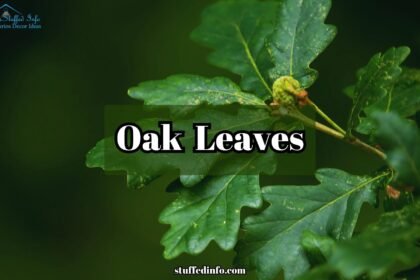 Oak Leaves